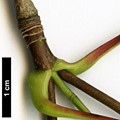 SpeciesSub: subsp. macropterum SpeciesSub: subsp. macropterum